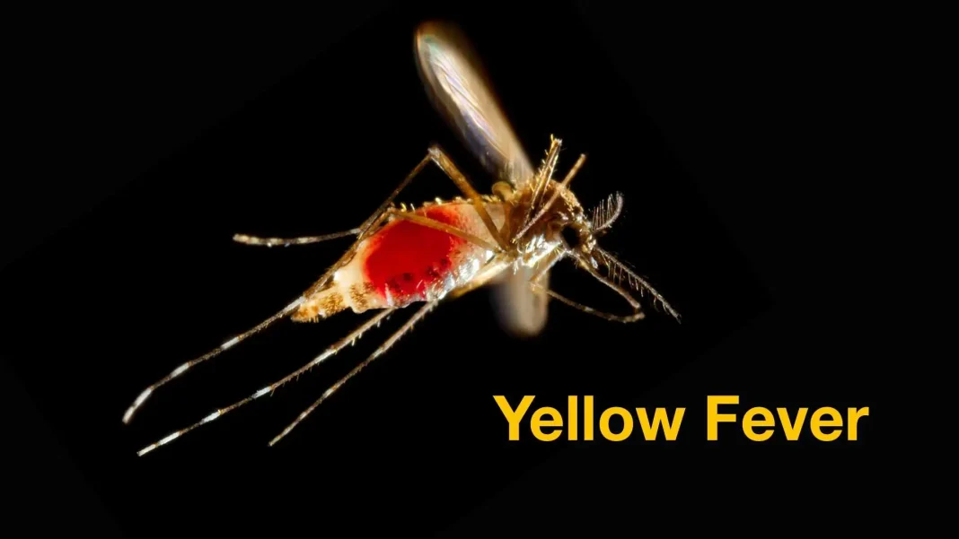 Yellow fever outbreak